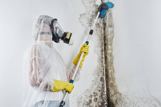 Best Mold Removal and Inspection  in Kahoka, MO