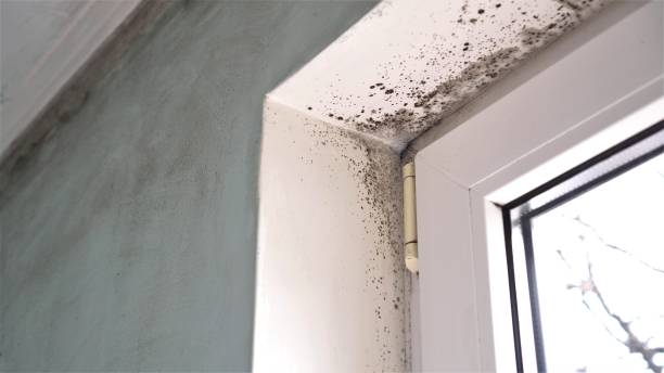 Best Black Mold Removal  in Kahoka, MO