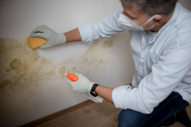 Best Residential Mold Removal  in Kahoka, MO