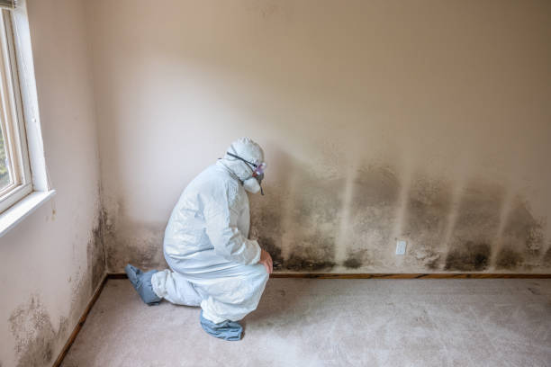 Best Local Mold Removal Service  in Kahoka, MO