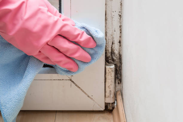 Best Commercial Mold Removal  in Kahoka, MO